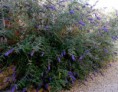 /album/galerie-de-photos-mars/buddleia-jpg/