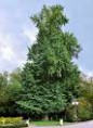 /album/galerie-de-photos-mars/ginkgos-jpg/