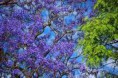 /album/galerie-de-photos-mars/jacaranda-jpg/