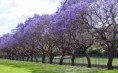 /album/galerie-de-photos-mars/jacarandas-jpg/