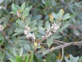 /album/galerie-de-photos-mars/osmanthus-heterophyllus1-jpg/