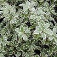 /album/galerie-de-photos-mars/pottosporums-jpg/