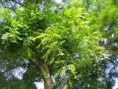 /album/galerie-de-photos-mars/sophoras-jpg/