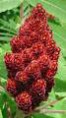 /album/galerie-de-photos-mars/sumac-jpg/